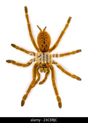 Pterinochilus murinus RCF alias Orange Pavian Tatantula Spinnen. Draufsicht, isoliert auf weißem Hintergrund. Stockfoto