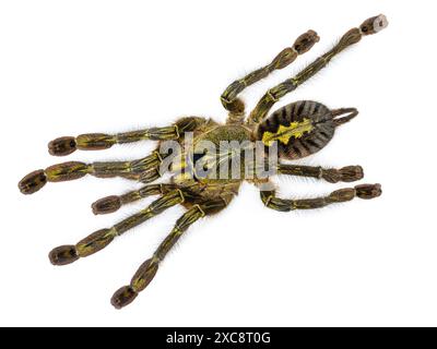 Weibliche Poecilotheria rufilata alias Redslate ornamental tarantula. Draufsicht, isoliert auf weißem Hintergrund. Stockfoto