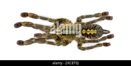 Weibliche Poecilotheria rufilata alias Redslate ornamental tarantula. Draufsicht, isoliert auf weißem Hintergrund. Stockfoto