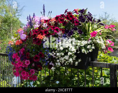 Blumen in hängenden Körben von Abbey Stream, Abingdon-on-Thames Stockfoto