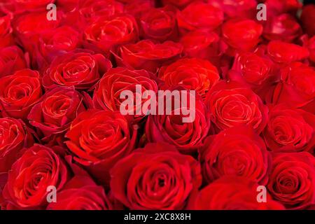 Viele schöne rote Rosen, schöne Blumen. Hintergrund Stockfoto