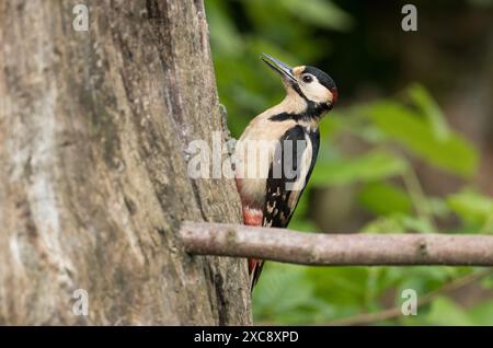 Toller Spotted Woodspecht im High Batts Nature Reserve, North Yorkshire Stockfoto