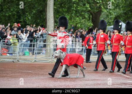 London, Großbritannien. Juni 2024. Truppe der Farbe. Im Juni findet jedes Jahr Trooping the Colour, auch bekannt als „The King's Birthday Parade“, auf der Horse Guards Parade in London statt. Mit seiner Majestät dem König, der den Salut nimmt, ist die Trooping the Colour der Höhepunkt des Zeremonialkalenders mit über 1400 Offizieren und Männern, 200 Pferden und den Marschkapellen der Haushaltsabteilung auf der Parade. Das Regimentsmaskottchen der Irish Guards, ein irischer Wolfhund namens Seamus, geht mit seinem Führer. Quelle: Uwe Deffner/Alamy Live News Stockfoto