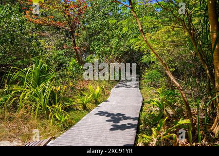 Hölzerner Fußweg durch den Dschungel, der zur Maya Bay führt, einem Ort, der durch den Film „The Beach“ auf der Insel Koh Phi Phi Leh, Provinz Krabi, Thailan, berühmt wurde Stockfoto