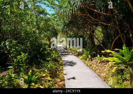 Hölzerner Fußweg durch den Dschungel, der zur Maya Bay führt, einem Ort, der durch den Film „The Beach“ auf der Insel Koh Phi Phi Leh, Provinz Krabi, Thailan, berühmt wurde Stockfoto