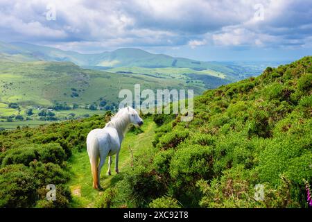 Wildes walisisches Mountain Pony in den Hügeln von Carneddau vor dem nördlichen Snowdonia National Park oberhalb der Küste von Nordwales. Penmaenmawr, Conwy, Wales, Großbritannien Stockfoto