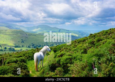 Wildes walisisches Mountain Pony in den Hügeln von Carneddau vor dem nördlichen Snowdonia National Park oberhalb der Küste von Nordwales. Penmaenmawr, Conwy, Wales, Großbritannien Stockfoto