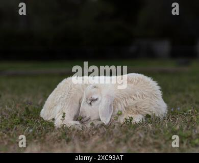 Junges weißes Katahdin-Schaflammfleisch, das ein Nickerchen auf einer Rotationsweide macht, bewachsenes Paddock in der Nähe von Raeford in North Carolina. Stockfoto