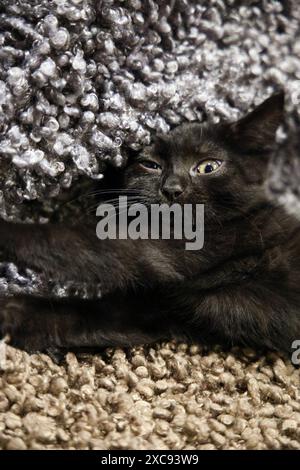 Schwarzes Kätzchen im Java Whiskers Cat Cafe, London, England Stockfoto