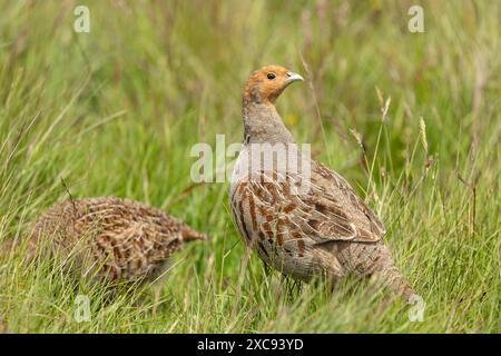 Graue Rebhühner, wissenschaftlicher Name: Perdix Perdix. Nahaufnahme eines männlichen grauen oder englischen Rebhühns auf bewirtschaftetem Moorland. Nach rechts mit grauem Huhn hinten Stockfoto