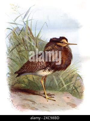 Ruff (Calidris pugnax), farbige Illustration aus dem 19. Jahrhundert, die einen Watvogel aus einer viktorianischen Ornithologie darstellt Stockfoto