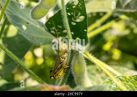 Grüner Heuschrecken auf Sojabohnenpflanze. Pflanzeninsekten in der Landwirtschaft, Schädlingsbekämpfung und Pflanzenschadenskonzept. Stockfoto