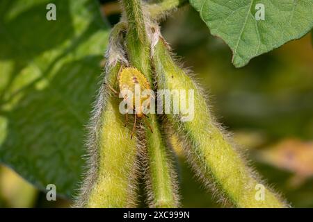 Grüne Stinkwanze auf Sojabohnenpflanze. Pflanzeninsekten in der Landwirtschaft, Schädlingsbekämpfung und Pflanzenschadenskonzept. Stockfoto