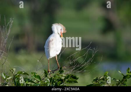 Viehreiter, Bubulcus Ibis, Preening Stockfoto