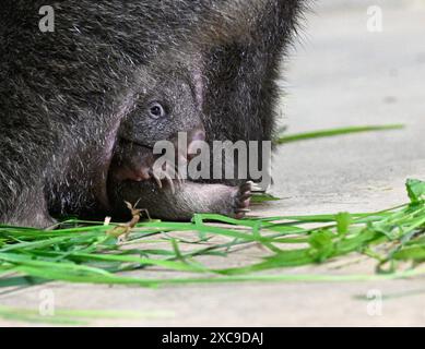 Prag, Tschechische Republik. Juni 2024. Junge Wombat-Frau Mersey mit Mutter im Prager Zoo am 15. Juni 2024, Prag, Tschechische Republik. Quelle: Michal Krumphanzl/CTK Photo/Alamy Live News Stockfoto