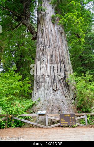 Das Big Tree Wayside im Prairie Creek Redwoods State Park im Redwood National Park. Newton B. Drury Scenic Pkwy, Orick, Kalifornien. Stockfoto