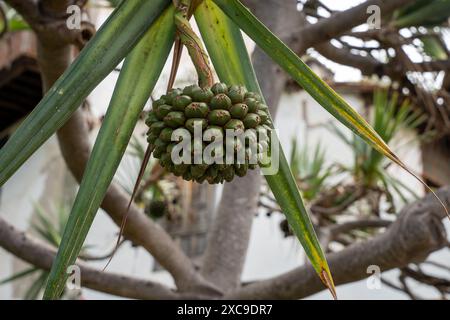 Frucht des gewöhnlichen Schraubenkiefers (Pandanus utilis) Stockfoto