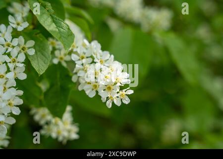 Vogelkirsche (Prunus padus) weiße Blüten Stockfoto