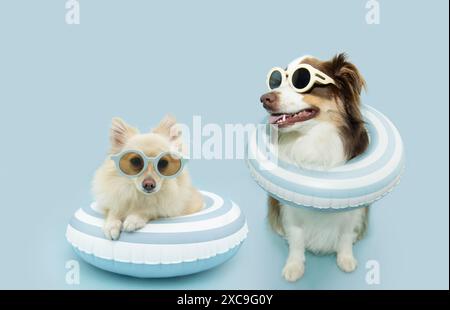 Sommer-Banner. Hunde in einem aufblasbaren Ring machen Urlaub. Isoliert auf blauem Pastellhintergrund Stockfoto