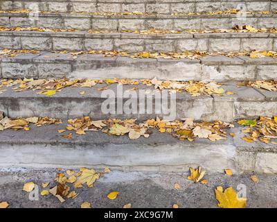 Gefallene trockene gelbe Blätter verschiedener Formen und Größen, die graue alte Betonstufen bedecken. Warmer Herbsttag. Stockfoto