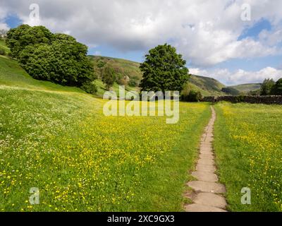Traditionelle Heuwiesen in Muker, Swaledale, Yorkshire Dales, Großbritannien. Stockfoto