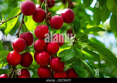 Ein lebendiges Bild, das reife, rote Kirschpflaumen an einem Baum aufnimmt, umgeben von üppig grünen Blättern unter natürlichem Licht; ideal für Inhalte Stockfoto