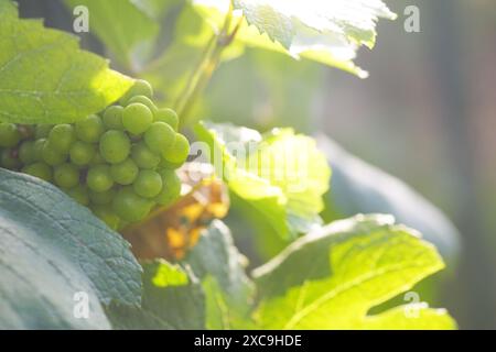 Sonnendurchflutete junge grüne Trauben und Blätter auf der Weinrebe. Sonniger Morgen im Weinberg. Stockfoto