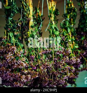Das Bild zeigt die traditionelle Praxis des Lufttrocknens von Blumen und fängt die zarte Schönheit und Gelassenheit ein, die diesem natürlichen Prozess innewohnt. Stockfoto