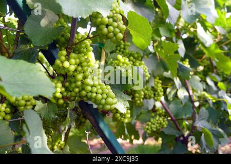 Viele üppige Trauben mit kleinen grünen Trauben im Laub. Sommeranfang im Weinberg - Nahaufnahme der Trauben. Stockfoto