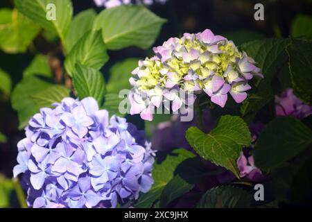 Mehrfarbige Blütenstände von Hortensie macrophylla an einem Busch. Violette und rosa-gelbe hortensia-Blüten inmitten von frischem grünem Laub. Stockfoto