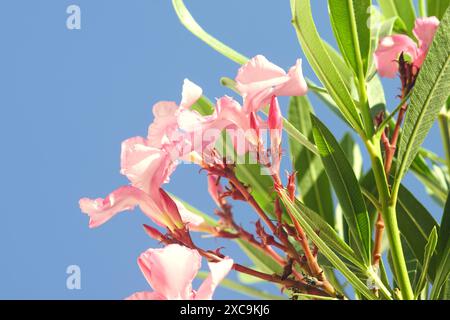 Nerium Oleander, auch bekannt als Rosebay, wenn in der Blüte - Nahaufnahme von Baumblättern und hellrosa Blüten vor einem blauen Himmel. Stockfoto