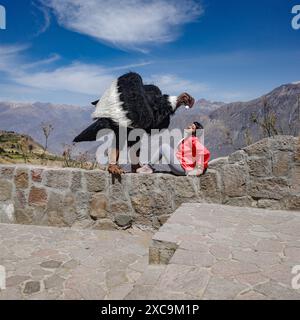 Colca Canyon, Peru - 7. Dezember 2023: Ein Künstler, der als Andenkondor verkleidet ist, um Touristen am Aussichtspunkt Mirador Cruz del Condor zu unterhalten Stockfoto