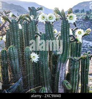 Chivay, Peru - 6. Dezember 2023: Kaktuspflanzen blühen im Colca Canyon, Arequipa Stockfoto