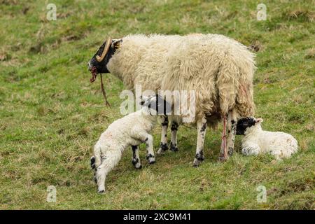 Lammzeit in den schottischen Glens und ein Schottisches Schwarzgesichtsschaf oder Mutterschaf haben gerade ihre beiden Lämmer zur Welt gebracht und fressen die Plazenta. Ho Stockfoto