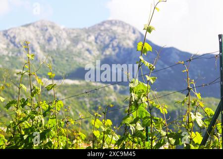 Zweige einer Weinrebe mit jungen grünen Blättern vor einem Hintergrund von Bergen. Frühling im Weinberg. Stockfoto