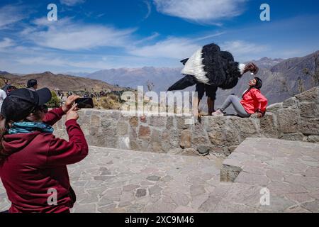 Colca Canyon, Peru - 7. Dezember 2023: Ein Künstler, der als Andenkondor verkleidet ist, um Touristen am Aussichtspunkt Mirador Cruz del Condor zu unterhalten Stockfoto