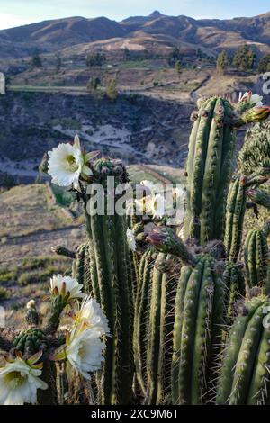 Chivay, Peru - 6. Dezember 2023: Kaktuspflanzen blühen im Colca Canyon, Arequipa Stockfoto