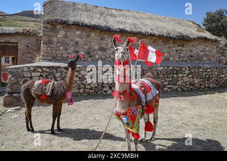Sibayo, Peru - 5. Dezember 2023: Ein Lama in den peruanischen Farben und Nationalflagge gekleidet. Arequipa, Peru Stockfoto