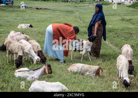 Nakuru, Kenia. Juni 2024. Muslime kaufen Schafe und Ziegen zur Schlachtung auf einem Viehmarkt vor dem IDD UL Adha Festival in Nakuru. Muslime auf der ganzen Welt feiern Eid al-Adha, indem sie Tiere opfern, um den Glauben und die Bereitschaft des Propheten Ibrahim zu ehren, seinen Sohn zu opfern. Quelle: SOPA Images Limited/Alamy Live News Stockfoto