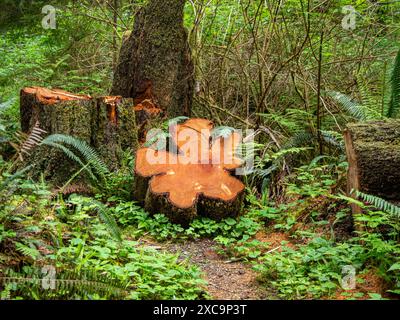 WA25347-00...WASHINGTON - ein interessanter bunter Baumabschnitt entlang des Slough Trail, beginnend am Mora Campground in Olympic N.P. Stockfoto