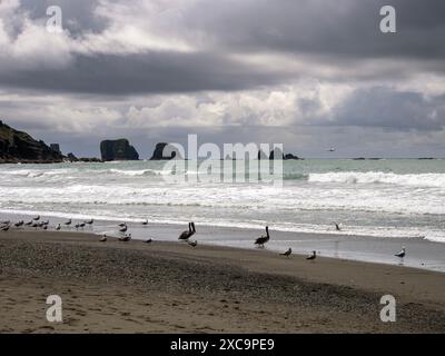 WA25354-00...WASHINGTON - Möwen und Pelikane am First Beach an der Pazifikküste bei La Push. Stockfoto