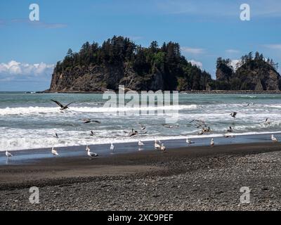 WA25354-00...WASHINGTON - Möwen und Pelikane am First Beach an der Pazifikküste bei La Push. Stockfoto