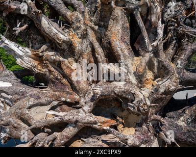 WA25362-00...WASHINGTON - Ein großer Wurzelball, der am Second Beach im Olympic National Park an Land gespült wird. Stockfoto