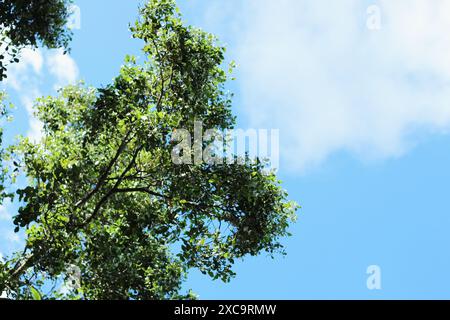 Eichenzweig von unten geschossen, blauer Himmel im Hintergrund. Stockfoto