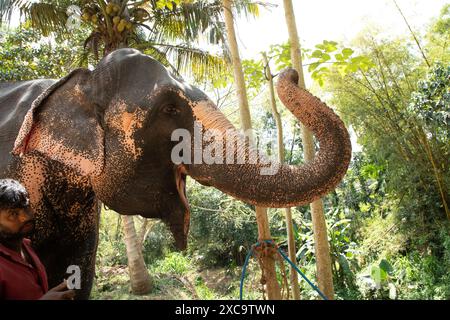 Sri Lanka 10. februar 2023. Der junge Mann aus Sri Lanka, der in hellen Sommerkleidern gekleidet ist, lächelt und steht neben einer hohen Palme auf einer Feldstraße neben seinem e Stockfoto