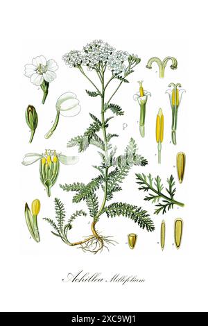 Bunte Vintage-botanische Illustration einer Schafgarbe (Achillea Millefolium) aus Heilpflanzen von Hermann Koehler, 1896 Stockfoto