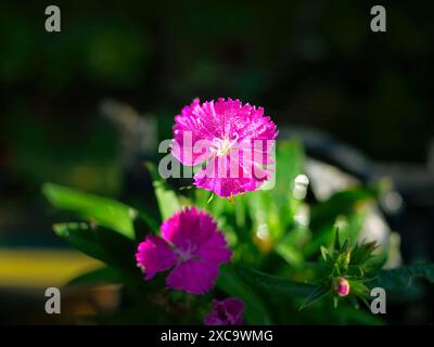 Nahaufnahme Magenta-Nelke oder Dianthus-Violett, Dianthus barbatus, winzige chinesische rosa Blüten, leuchtende Farbe vor dunklem Hintergrund, selektiver Fokus Stockfoto