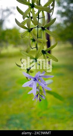 Nahaufnahme von Purple Wreath oder Sandpapier Reben Blume, grüner Hintergrund, viele Namen Petrea volubilis, Queens Wreath, Naturgarten Stockfoto