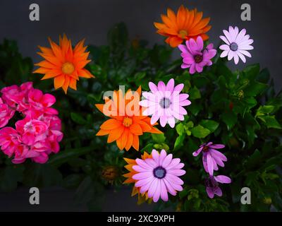 Direkt über dem Blick auf Osteospermum, Dimorphotheca oder Gänseblümchensträucher oder afrikanische Gänseblümchen mit anderer farbenfroher Flora, Pink, Magenta, Orange, im dunklen Hintergrund Stockfoto