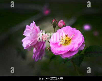 Rosa der Damaszener Rose oder wilde Rosenblüten im Frühling, selektiver Fokus auf dunklem Hintergrund, englischer Garten, Kontrastfarbe in der Natur Stockfoto